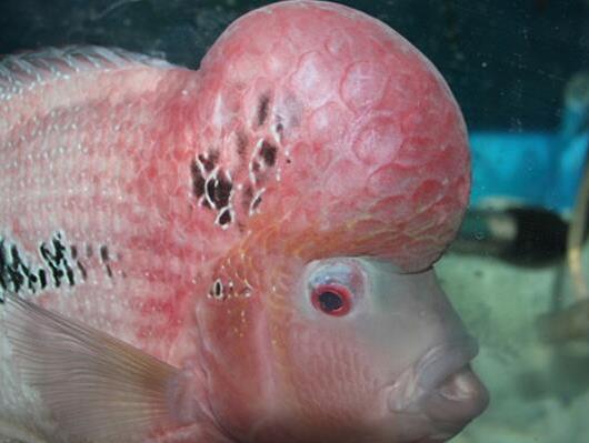 世界十大最好養的大型觀賞魚,地圖魚不兇猛、七星刀魚生長速度極快