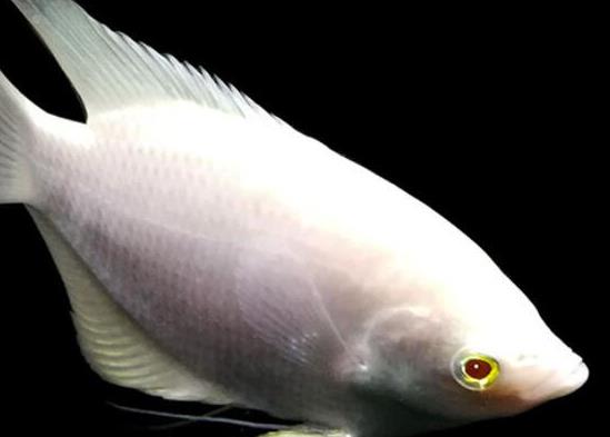 世界十大最好養的大型觀賞魚,地圖魚不兇猛、七星刀魚生長速度極快