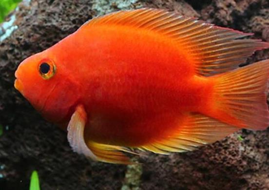 世界十大最好養的大型觀賞魚,地圖魚不兇猛、七星刀魚生長速度極快