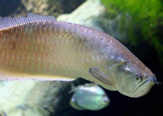 世界十大最好養的大型觀賞魚,地圖魚不兇猛、七星刀魚生長速度極快