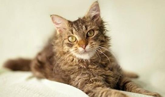 世界十大名貴貓排行榜,草原貓價格昂貴、泰國御貓相傳可以招財