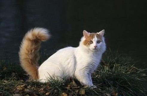 世界十大名貴貓排行榜,草原貓價格昂貴、泰國御貓相傳可以招財