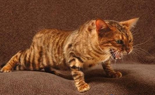 世界十大名貴貓排行榜,草原貓價格昂貴、泰國御貓相傳可以招財