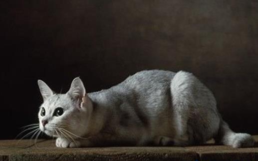 世界十大名貴貓排行榜,草原貓價格昂貴、泰國御貓相傳可以招財