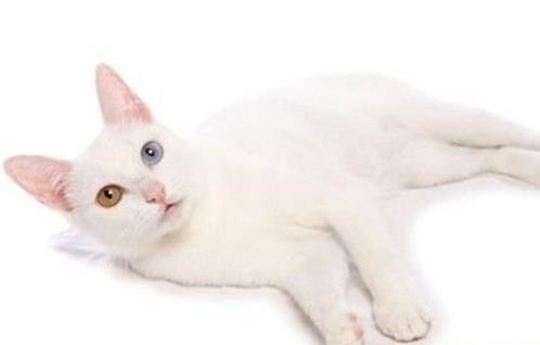 世界十大名貴貓排行榜,草原貓價格昂貴、泰國御貓相傳可以招財