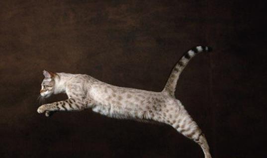 世界十大名貴貓排行榜,草原貓價格昂貴、泰國御貓相傳可以招財