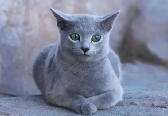 十大顏值最高的貓,布偶貓身體很柔軟、安哥拉貓是最古老的品種之一