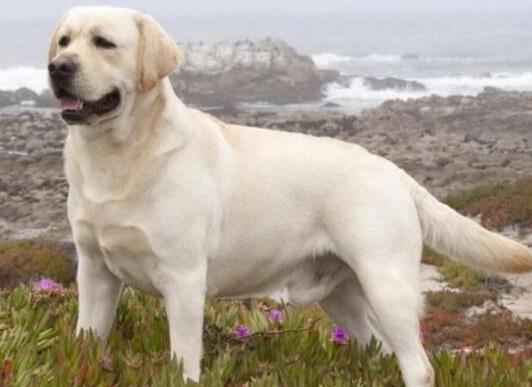 十大智商最高的狗排名,邊境牧羊犬非常忠誠、貴賓犬氣質獨特