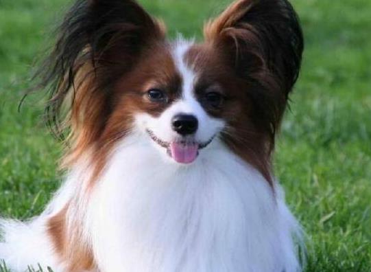 十大智商最高的狗排名,邊境牧羊犬非常忠誠、貴賓犬氣質獨特