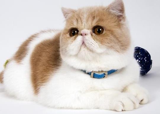 十大顏值最高的貓,布偶貓身體很柔軟、安哥拉貓是最古老的品種之一