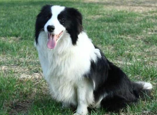 十大智商最高的狗排名,邊境牧羊犬非常忠誠、貴賓犬氣質獨特