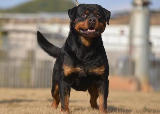 十大智商最高的狗排名,邊境牧羊犬非常忠誠、貴賓犬氣質獨特