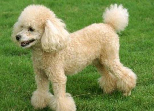 十大智商最高的狗排名,邊境牧羊犬非常忠誠、貴賓犬氣質獨特