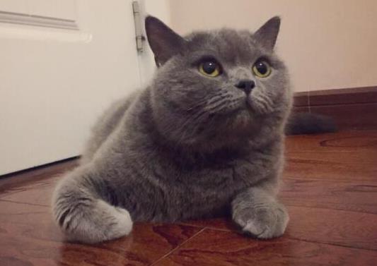 十大顏值最高的貓,布偶貓身體很柔軟、安哥拉貓是最古老的品種之一