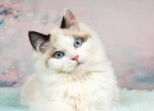 十大顏值最高的貓,布偶貓身體很柔軟、安哥拉貓是最古老的品種之一
