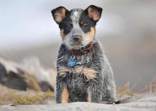 十大智商最高的狗排名,邊境牧羊犬非常忠誠、貴賓犬氣質獨特