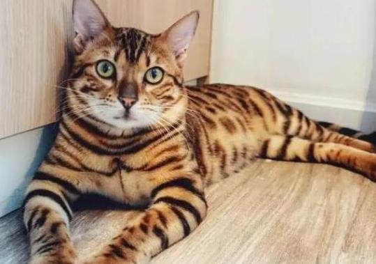 十大顏值最高的貓,布偶貓身體很柔軟、安哥拉貓是最古老的品種之一