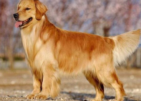 十大智商最高的狗排名,邊境牧羊犬非常忠誠、貴賓犬氣質獨特