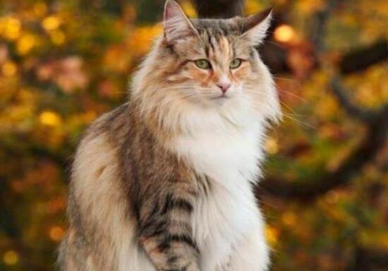 十大顏值最高的貓,布偶貓身體很柔軟、安哥拉貓是最古老的品種之一