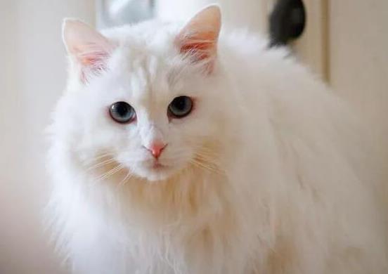 十大顏值最高的貓,布偶貓身體很柔軟、安哥拉貓是最古老的品種之一