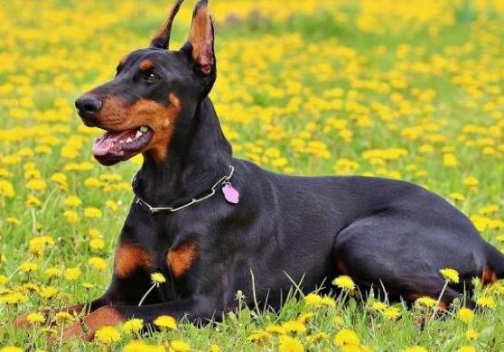 十大智商最高的狗排名,邊境牧羊犬非常忠誠、貴賓犬氣質獨特