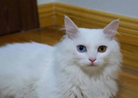 十大顏值最高的貓,布偶貓身體很柔軟、安哥拉貓是最古老的品種之一