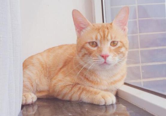 十大顏值最高的貓,布偶貓身體很柔軟、安哥拉貓是最古老的品種之一