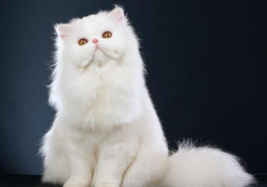 十大顏值最高的貓,布偶貓身體很柔軟、安哥拉貓是最古老的品種之一