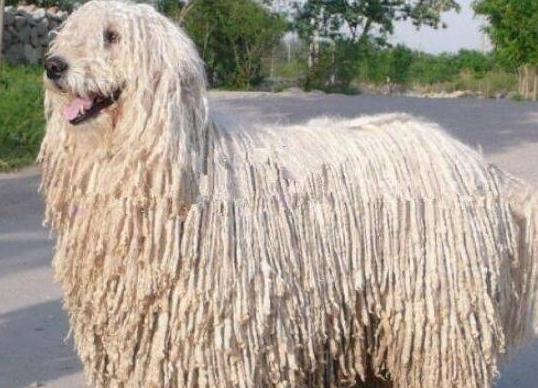 世界上十大毛最長的犬,阿富汗獵犬觀賞性高、馬爾濟斯犬端莊高雅