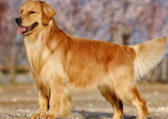 世界上十大毛最長的犬,阿富汗獵犬觀賞性高、馬爾濟斯犬端莊高雅