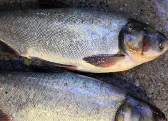 中國最常吃的十種淡水魚,草魚能開胃滋補、鯖魚魚肉堅實