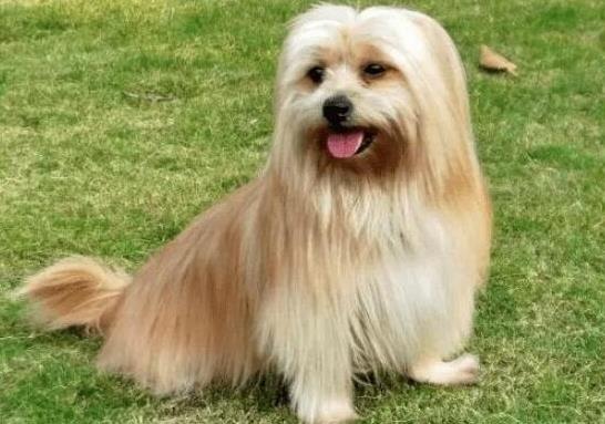 世界上十大毛最長的犬,阿富汗獵犬觀賞性高、馬爾濟斯犬端莊高雅