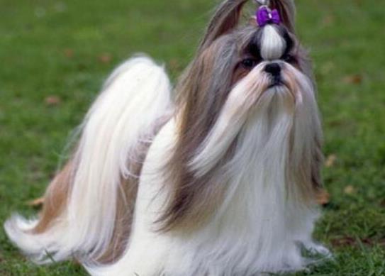 世界上十大毛最長的犬,阿富汗獵犬觀賞性高、馬爾濟斯犬端莊高雅