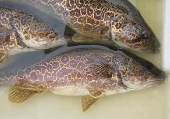 中國最常吃的十種淡水魚,草魚能開胃滋補、鯖魚魚肉堅實