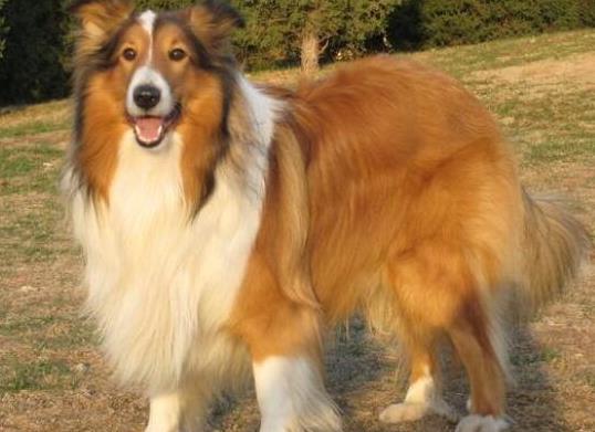 世界上十大毛最長的犬,阿富汗獵犬觀賞性高、馬爾濟斯犬端莊高雅