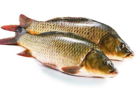 中國最常吃的十種淡水魚,草魚能開胃滋補、鯖魚魚肉堅實