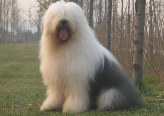 世界上十大毛最長的犬,阿富汗獵犬觀賞性高、馬爾濟斯犬端莊高雅