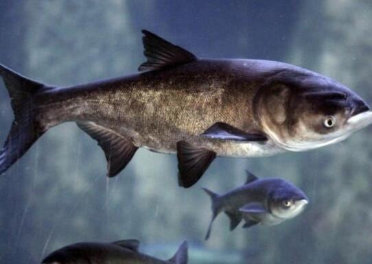 中國最常吃的十種淡水魚,草魚能開胃滋補、鯖魚魚肉堅實