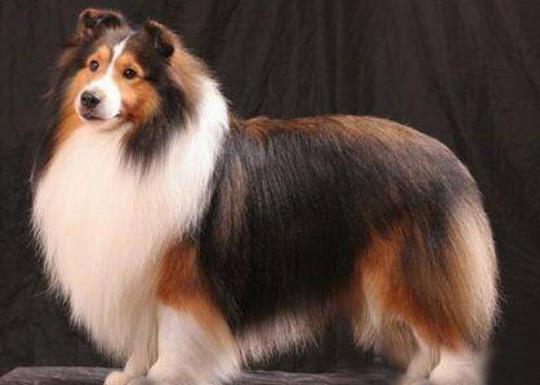 世界上十大毛最長的犬,阿富汗獵犬觀賞性高、馬爾濟斯犬端莊高雅