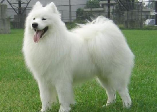 世界上十大毛最長的犬,阿富汗獵犬觀賞性高、馬爾濟斯犬端莊高雅