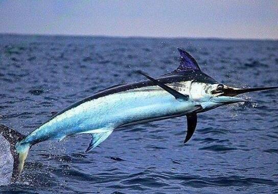 世界十大游速最快的魚,印度槍魚體內脂肪含量高、旗魚生性勇猛