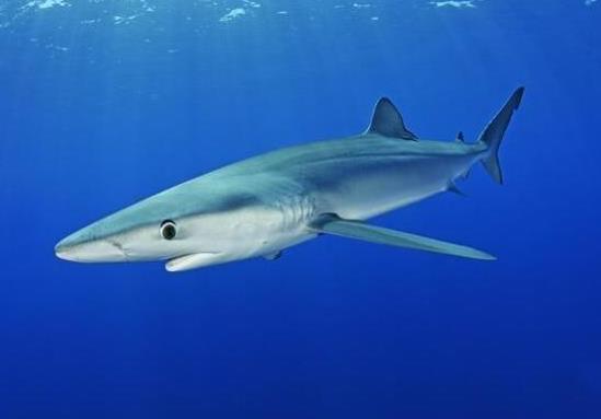 世界十大游速最快的魚,印度槍魚體內脂肪含量高、旗魚生性勇猛