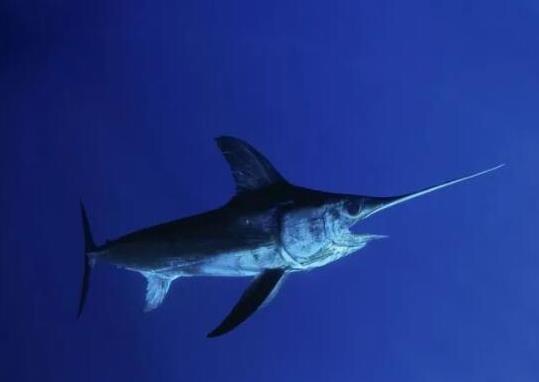 世界十大游速最快的魚,印度槍魚體內脂肪含量高、旗魚生性勇猛