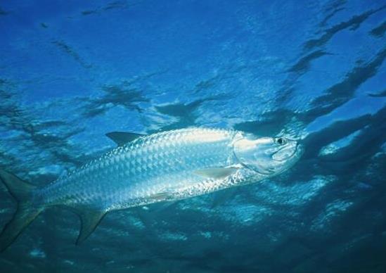 世界十大游速最快的魚,印度槍魚體內脂肪含量高、旗魚生性勇猛