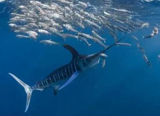 世界十大游速最快的魚,印度槍魚體內脂肪含量高、旗魚生性勇猛