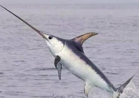 世界十大游速最快的魚,印度槍魚體內脂肪含量高、旗魚生性勇猛