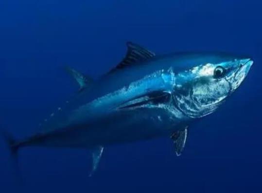 世界十大游速最快的魚,印度槍魚體內脂肪含量高、旗魚生性勇猛