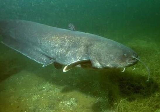 世界十大攻擊力最強的淡水魚,白鱘被稱為水中大熊貓、亞馬遜鲇魚很兇猛