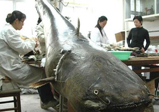 世界十大攻擊力最強的淡水魚,白鱘被稱為水中大熊貓、亞馬遜鲇魚很兇猛