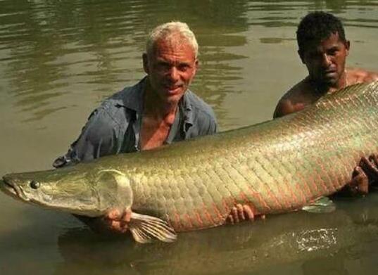 世界十大攻擊力最強的淡水魚,白鱘被稱為水中大熊貓、亞馬遜鲇魚很兇猛